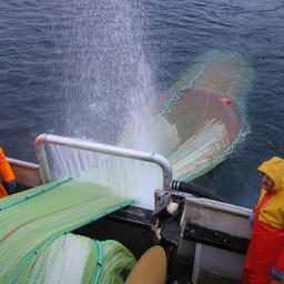 Добыча зоопланктона в Норвегии. Фото сайта Calanus.no