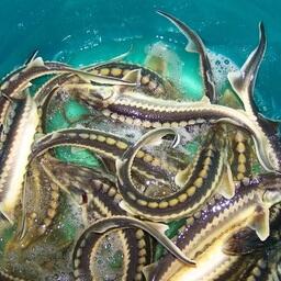 Каспийский филиал Главрыбвода выпустил рекордное количество молоди осетровых. Фото пресс-службы учреждения