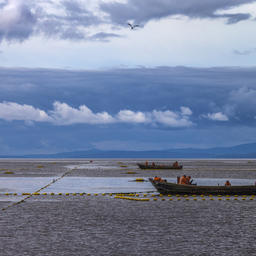 Промысел лосося на участках у берегов Сахалина. Фото Анатолия Макоедова