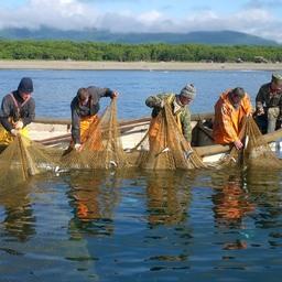 Добыча лосося в Приморье
