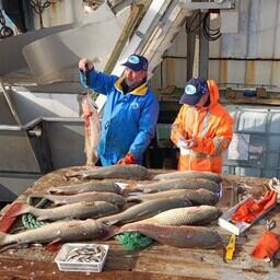 Разбор научного улова. Фото пресс-службы АзНИИРХ