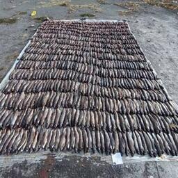 Из незаконного оборота изъяли 3998 хариусов и 176 ленков. Фото пресс-службы Енисейского теруправления Росрыболовства