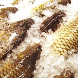 Под аквакультуру Белоруссии собираются подвести правовые основы