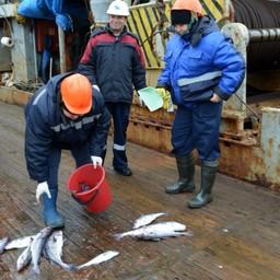 Специалисты ПИНРО провели съемку пелагических видов рыб Баренцева моря