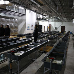 Российская делегация посетила Индустриальный парк осетровых видов рыб в уезде Фуюань. Фото пресс-службы Амурского теруправления Росрыболовства