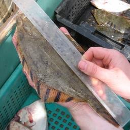Замер рыбы из научного улова