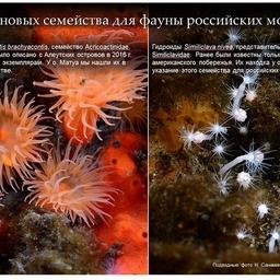 Впервые для российских вод указаны два семейства морских организмов. Фото пресс-службы ДВО РАН