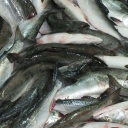 Горбуша — основной промысловый вид тихоокеанских лососей