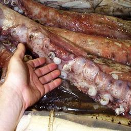 Щупальца гигантского кальмара. Фото из «Википедии»