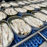 В Калининграде возобновили выпуск бланшированной сардины в масле. Фото предоставлено рыбоперерабатывающим заводом «За Родину»