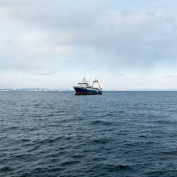 С начала года российские пользователи освоили более 370 тыс. тонн водных биоресурсов