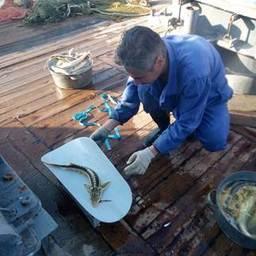 Специалисты измеряли и взвешивали отловленных рыб. Фото пресс-службы КаспНИРХ