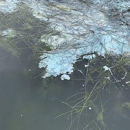 В голубовато-зеленый цвет воду окрасили цианобактерии. Фото пресс-службы СахНИРО