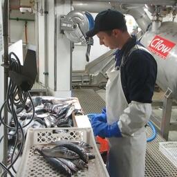 Работа специалиста в рыбоперерабатывающем цеху. Фото пресс-службы АтлантНИРО