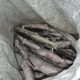 В Улан-Удэ полицейские изъяли свыше 450 экземпляров незаконно добытого байкальского омуля. Фото пресс-службы регионального МВД