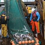 Добыча трески и пикши на Северном бассейне. Фото предоставлено АТФ