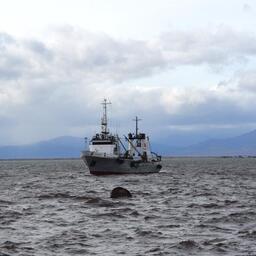 Российские рыбаки с начала года выловили более 2,3 млн тонн водных биоресурсов