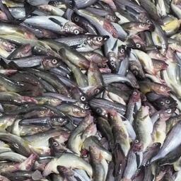 К 5 февраля в Охотском море рыбаки добыли 228,3 тыс. тонн минтая