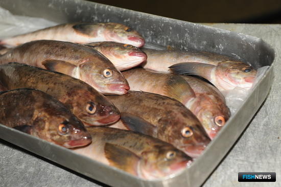 Приморская рыбопродукция ждет гостей фестиваля «Дальневосточная рыба»