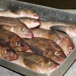 Приморская рыбопродукция ждет гостей фестиваля «Дальневосточная рыба»