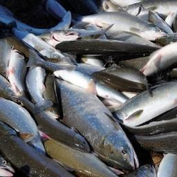Уловы лосося в Магаданской области. Фото пресс-службы правительства региона