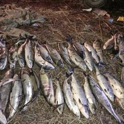 Пограничники Приморского края изъяли более 5 тонн лососей. Фото пресс-группы пограничного управления