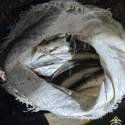 У злоумышленника изъяли около 40 кг нелегально добытого омуля. Фото МВД по Республике Бурятия