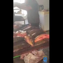 Также правоохранители выявили нелегальную торговлю рыбой в Астрахани. Кадр оперативной съемки