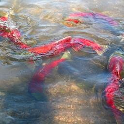 Инновация направлена на сокращение приловов красной рыбы. Архивное фото