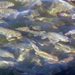 Карелия занимает первое место в России по выращиванию форели. Архивное фото