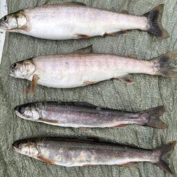 Озеро Витаминное известно своими уникальными гольцами. Фото пресс-службы ВНИРО