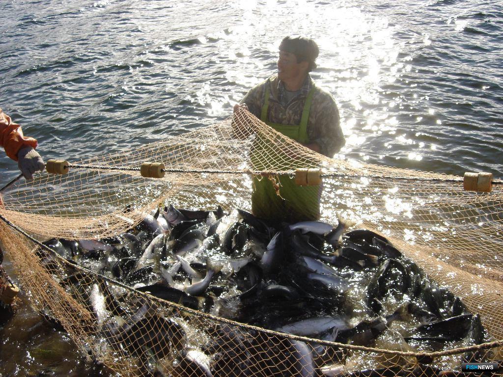 Устойчивое рыболовство. Приморский край Прибрежный лов. Прибрежный лов