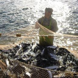 Прибрежный лов лосося в Хабаровском крае. Фото предоставлено АПРОХК
