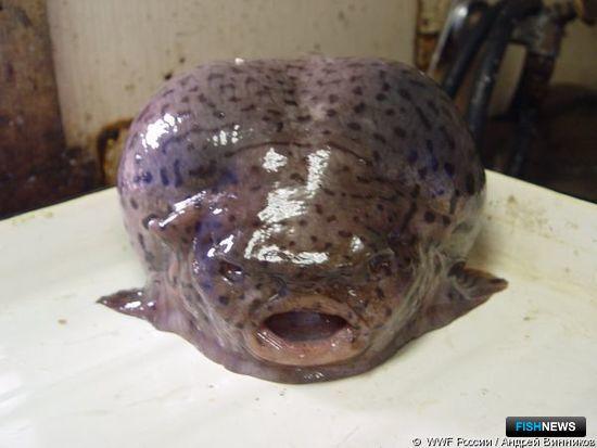 Рыба-лягушка. Фото пресс-службы WWF России