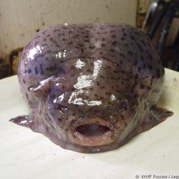 Рыба-лягушка. Фото пресс-службы WWF России