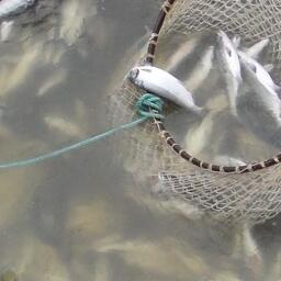 Злоумышленник и жертва преступления с 2019 г. вели на Чукотке совместный бизнес по добыче рыбы