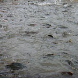 Рунный ход лососей на Камчатке