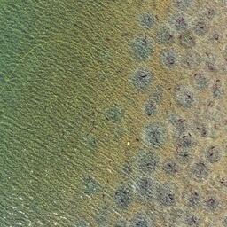 Ученые исследуют формирование нерестовых гнезд нерки на Курильском озере. Фото Михаила Малина