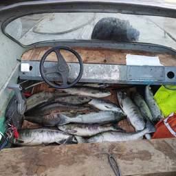 В катерах обнаружили в общей сложности 64 кеты. Фото пресс-службы УМВД России по Хабаровскому краю