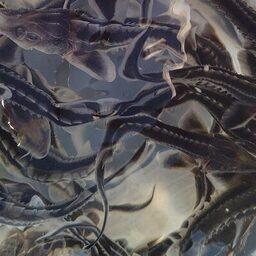 По итогам 2025 г. рыбоводные заводы Нижневолжского филиала Главрыбвода в рамках госзадания вырастили и выпустили в Волгу более 2,4 млн штук осетровых. Фото пресс-службы учреждения