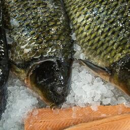 В Республике Алтай проведут отбор претендентов на субсидии среди рыбоводных хозяйств