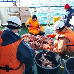 Измерение крабов из научного улова. Фото пресс-службы ПИНРО