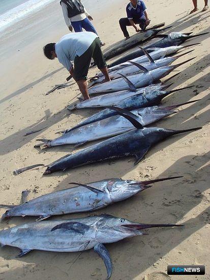 Полосатый марлин. Фото PHGCOM, Википедия