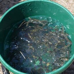 Выращенные в Приморье мальки кеты. Архивное фото