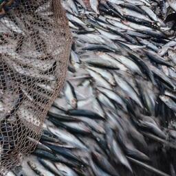Вырос разрешенный объем добычи сельди в Карагинской и Северо-Охотоморской подзонах. Фото пресс-службы «Океанрыбфлота»