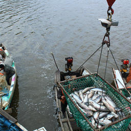 Основное сырье для «Дикого Улова» добывают рыбаки «Рыболовецкой артели «Гера» на рыбопромысловых участках на реке Амура. Фото Марины Кабушкиной