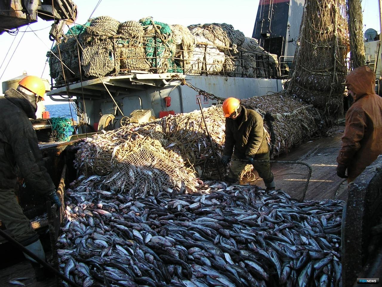 Рыбная промышленность поволжья