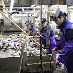 Рыбоперерабатывающее производство на Курилах. Архивное фото