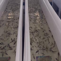 Рыбоводные заводы Дагестана перевыполнили госзадание по выращиванию молоди осетровых на 140 тыс. экземпляров. Фото пресс-службы Северо-Кавказского теруправления Росрыболовства