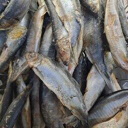 Рекомендованный объем промышленного вылова сельди в Западно-Беринговоморской зоне увеличен до 143,5 тыс. тонн